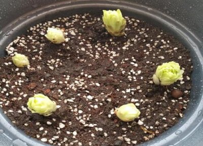 百合花小苗能否移栽 百合花小苗可以移栽吗