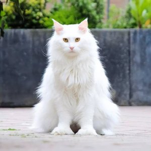 狮子猫的优点和缺点 为什么说养狮子猫一定要慎重