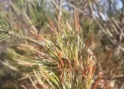 白皮松主要病虫害 白皮松病虫害防治方法与技术措施