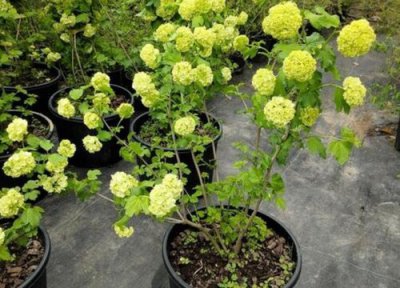 木绣球花期时间 木绣球花期是什么时候