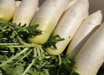 十二月可以种萝卜吗 冬天萝卜种植时间和方法