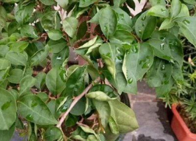 三角梅落花后的养护 三角梅花谢如何养护复花