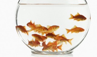 干燥客厅适合养什么鱼 在干燥的客厅养的鱼推荐