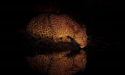 常见夜行动物有哪些 夜行动物有什么特点