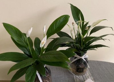 夏天白掌怎么养护生长旺盛 白掌冬天怎么养才能更旺盛