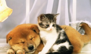 猫吐了怎么办 猫吐了怎处理好