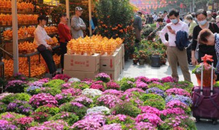 大厅过年摆什么花好 春节客厅摆什么花最好