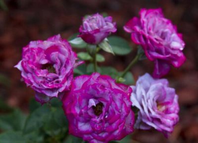 椿风月季优点 椿风月季的优缺点