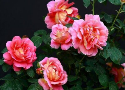 牡丹种植多久开花 牡丹幼苗几年才能开花