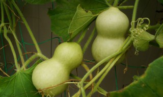 室内适合种葫芦吗北方 室内可以种葫芦吗