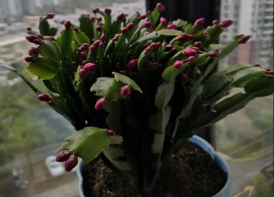 冬季怎样给蟹爪兰施肥 雨季蟹爪兰怎么喂肥比较合适