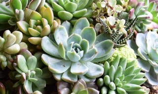 肉肉叶子干枯怎么回事 肉肉叶子干枯是什么原因