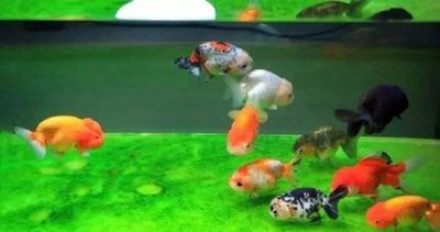 鱼炸鳞了是什么原因引起的 观赏鱼炸鳞怎么回事