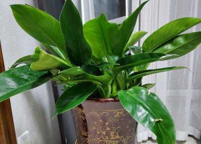 绿宝树的养殖方法 养好绿宝必须得掌握它的四大要点