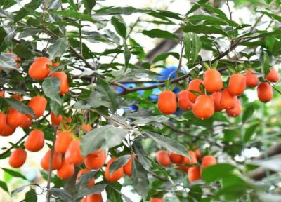 金弹子炭疽病发病原因 金弹子炭疽病的发病原因及治疗方法