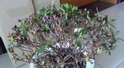 杜鹃花落叶补救办法 杜鹃花发干掉叶子的防治解决方法