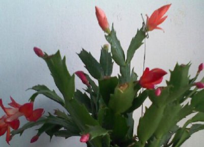 夏季扦插蟹爪兰 夏天扦插蟹爪兰需要注意些什么