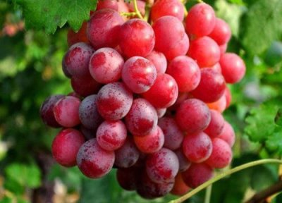 新疆吐鲁番的葡萄沟是什么样子 六月、七八月盛产水果