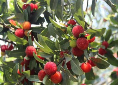 永康杨梅成熟时间 永康杨梅什么时候成熟