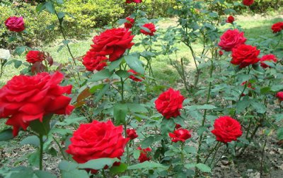 玫瑰扦插时间 玫瑰扦插生根最快方法