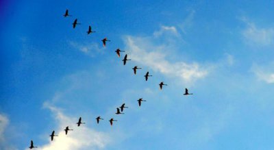 燕子南飞到哪里去了 燕子为什么要长途跋涉这么远往南飞