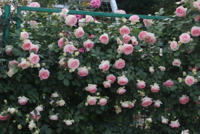 月季扦插时间 月季扦插生根最快方法