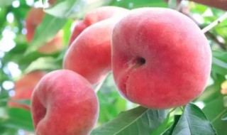 蟠桃怎样挑甜度高 蟠桃如何挑甜度高