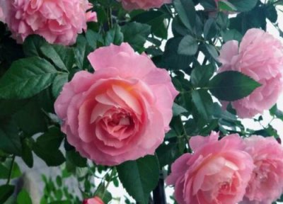 家里门口适合种植什么花 自家门口什么花期长容易种