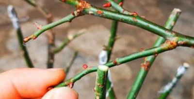 蔷薇上能嫁接月季吗 蔷薇嫁接月季的优点与缺点