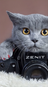 英短和美短的区别在哪里 图解不同之后你就清楚了