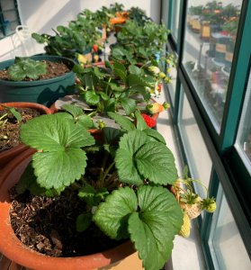 盆栽草莓怎么养才长得好看 怎么养草莓才会很快结果