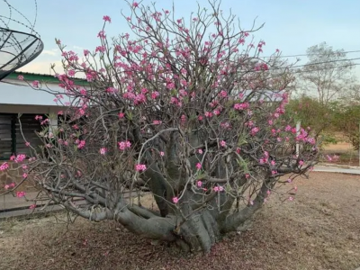 沙漠玫瑰寿命几年 沙漠玫瑰真的可以活上百年时间吗