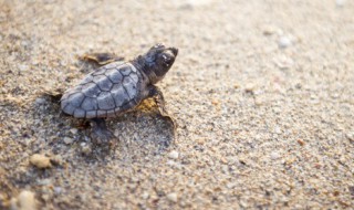 观赏龟的种类有哪些 观赏龟的种类有什么