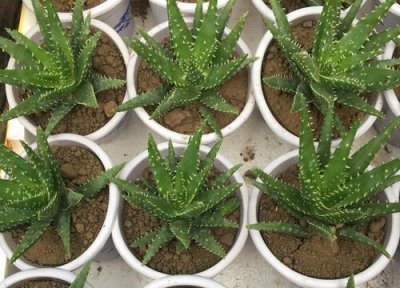 芦荟适合什么土壤种植 盆栽芦荟需要什么土壤栽种