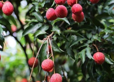 广州荔枝成熟时间 广州荔枝什么时候成熟