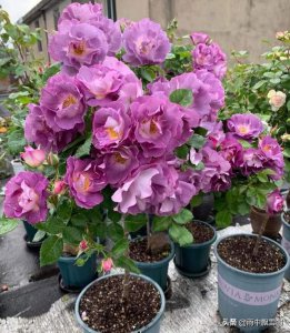 浇花干透浇透什么意思 养花浇水干透浇透有何表现