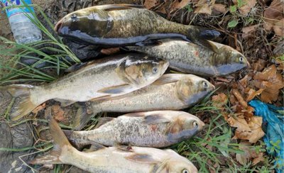 钓鲢鳙调漂操作方法 浮钓鲢鳙如何让漂相更清晰