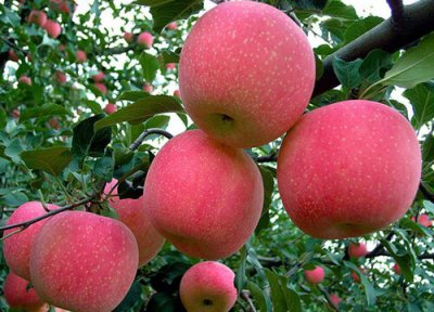 10亩苹果一年利润多少钱 种植苹果投资成本及利润