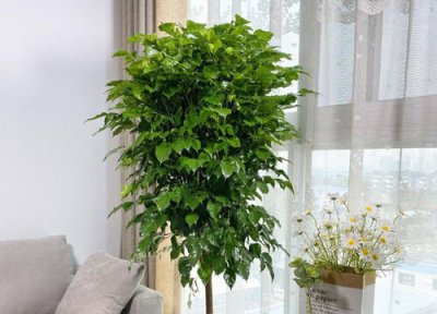 幸福树什么时间浇水好 多久浇一次水合适