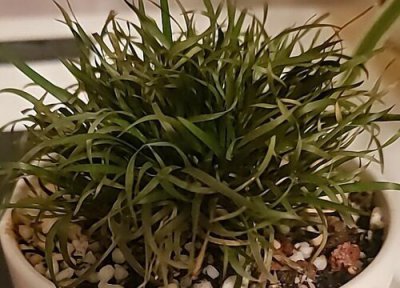 菖蒲叶尖发黄枯萎是怎么回事 叶子枯萎发黄原因及解决