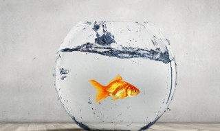 鱼缸壁多久清洗 鱼缸壁怎么清洗