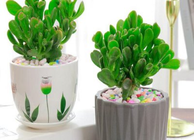 吸财树怎么过夏天 夏天吸财树如何养护状态好