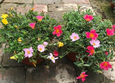 夏天太阳花怎么养 夏季太阳花怎么养护花开满盆