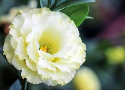 代表一生只爱一人的花 代表爱你一生一世的花卉植物