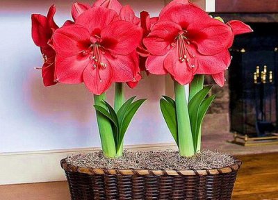 对红是否怕冻 对红冬天怎么养护