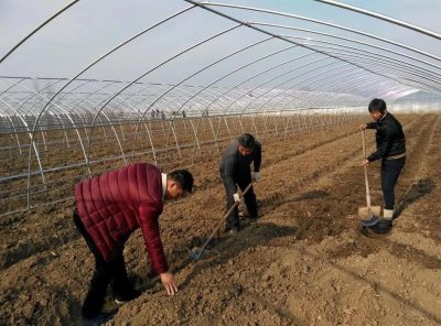 为什么种菜前要翻晒土 种菜时翻土松土是湿还是干得好