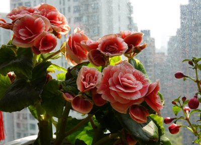 海棠花换盆注意事项 换盆步骤 修根、晾根、浇水