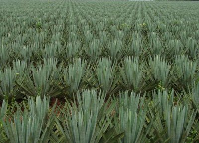 剑麻生长周期 剑麻的生长周期是多长时间