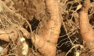 水萝卜什么时间种植 水萝卜哪个时间种植