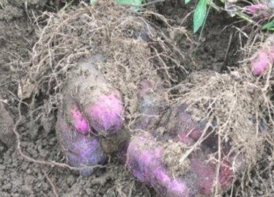 脚板苕产量 脚板苕种植时间和方法